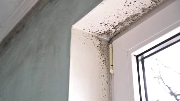 Mold Removal